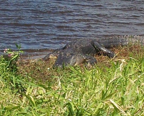 A crocodile resting near the water's edge on a grassy bank.