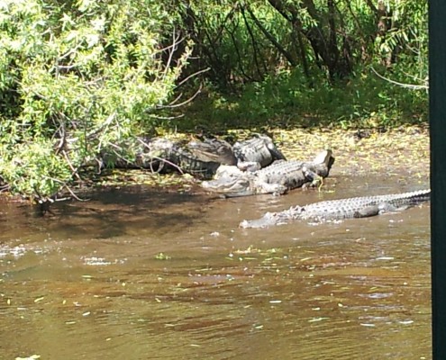 A group of ducks resting by a calm riverbank surrounded by greenery.