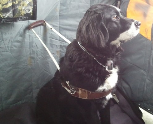 Black dog sitting on a green couch.
