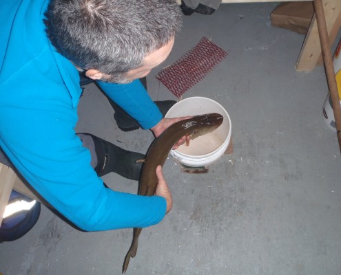 A person pouring water from a pitcher into a container on the floor.