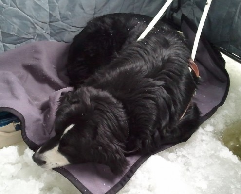 Black cat resting on a pillow with a cozy blanket.