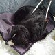 Black cat resting on a pillow with a cozy blanket.