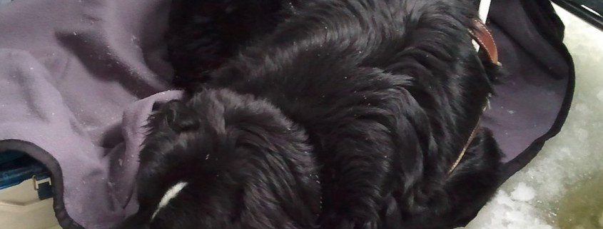 Black cat resting on a pillow with a cozy blanket.