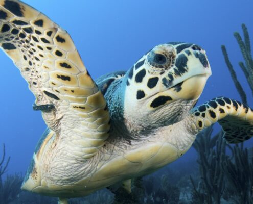 A close-up of a swimming sea turtle underwater.