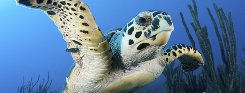 A close-up of a swimming sea turtle underwater.