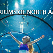 Person joyfully swimming with fish at a North American aquarium.
