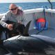 Fisherman with a large caught tuna on a boat.