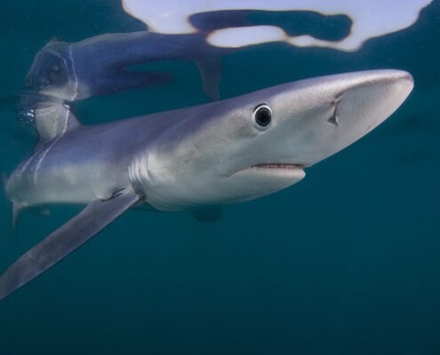 A close-up of a shark swimming underwater.