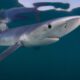 A close-up of a shark swimming underwater.