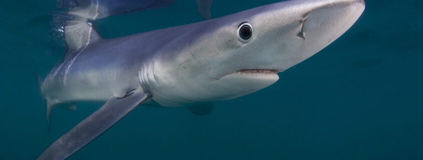 A close-up of a shark swimming underwater.