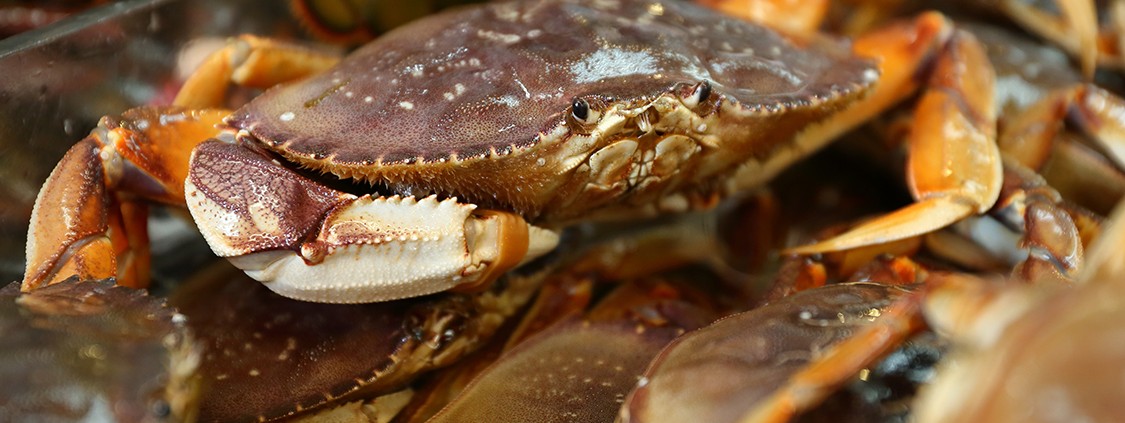 Close-up of a crab with its claw raised among other crabs.