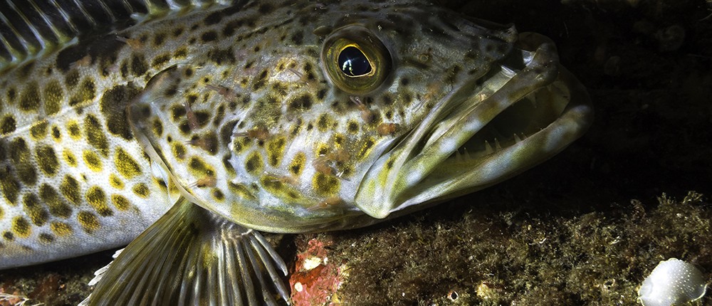 Juvenile Lingcod
