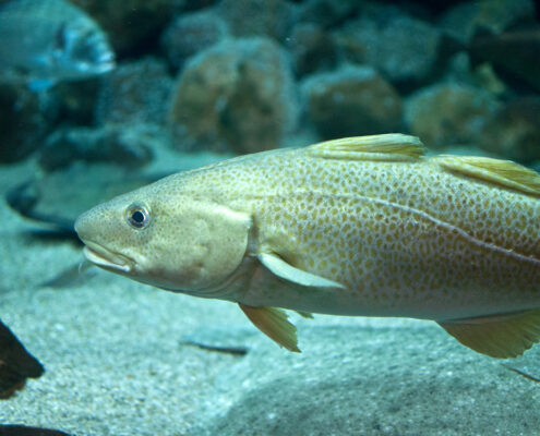 A large fish swimming near the ocean floor with rocks.