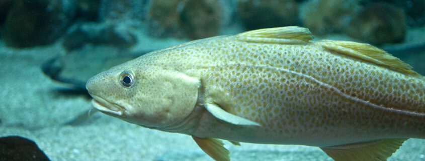A large fish swimming near the ocean floor with rocks.