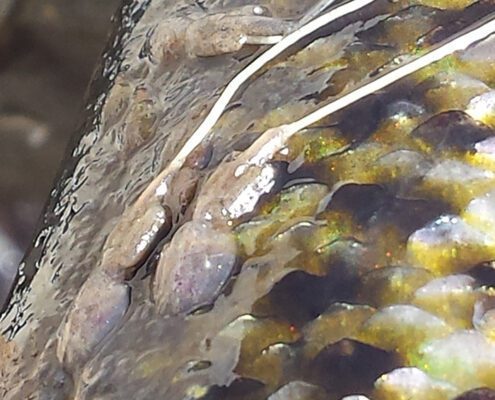 Close-up of a reptile's textured skin and claw.