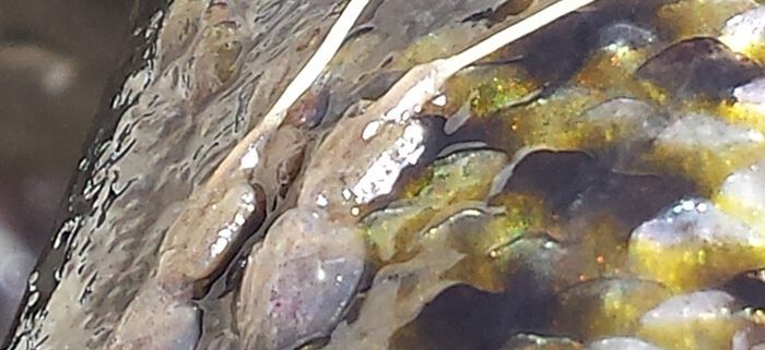 Close-up of a reptile's textured skin and claw.