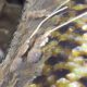 Close-up of a reptile's textured skin and claw.