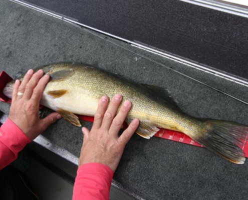 Person holding a large fish on a wooden surface.
