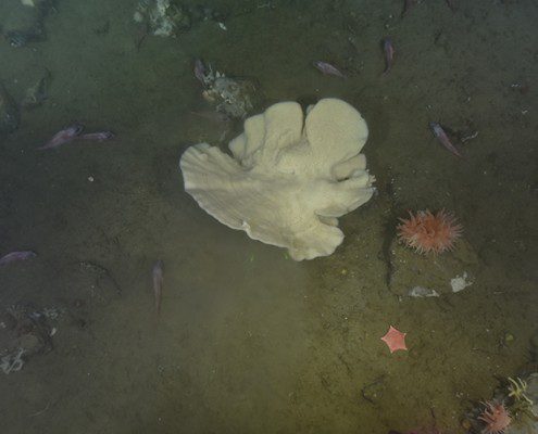 White sea sponge on the ocean floor surrounded by marine growth.
