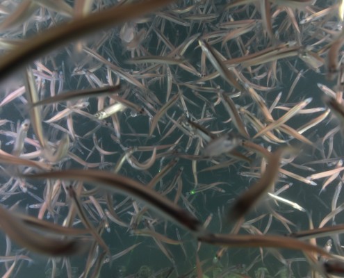 A flock of birds flying over a dried-up riverbed.