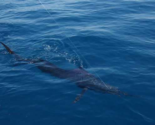 A shark swimming near the ocean surface.