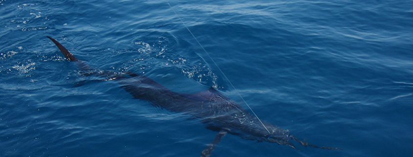 A shark swimming near the ocean surface.