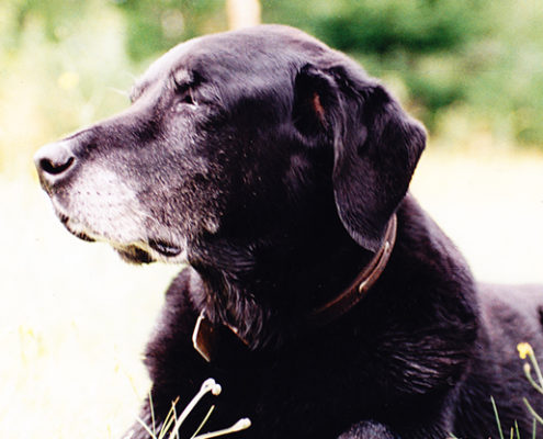A close-up of a black Labrador retriever in natural light.