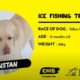 Cute dog dressed in a yellow raincoat holding a fishing rod.