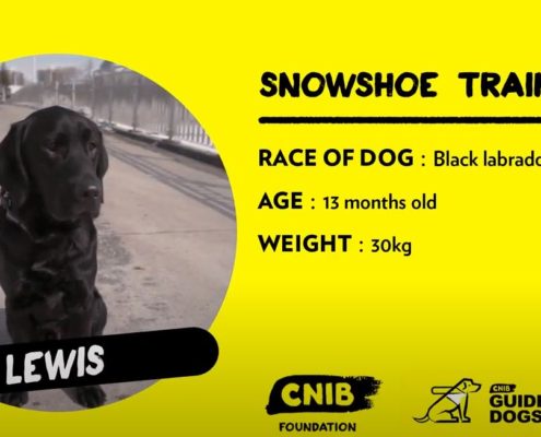Snowshoe race event poster featuring a runner in snowy mountains.