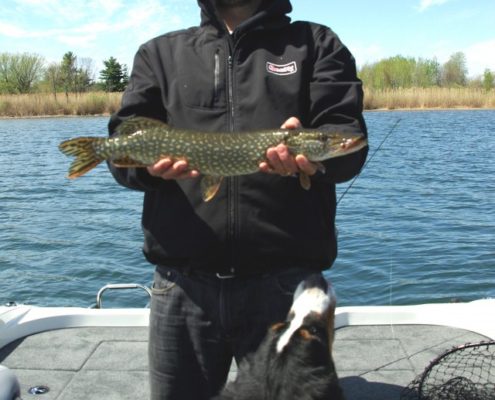 Man holding a grey fish on a boat.