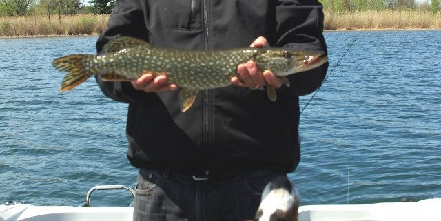 Man holding a grey fish on a boat.